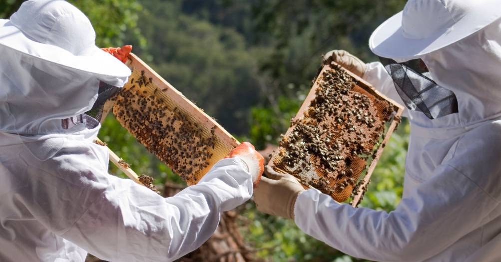Pszczelarze zbierający miód